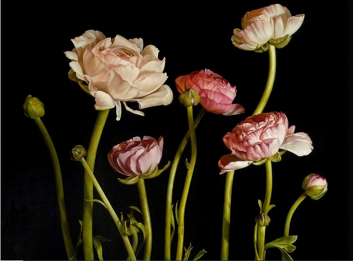 (image for) Classical flower reproduction oil painting Pink Ranunculus